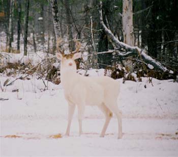 albino whitetail Deer