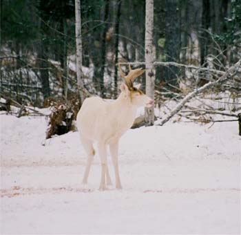 albino whitetail Deer