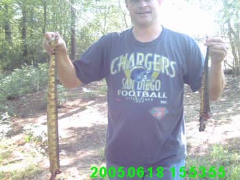 Cottonmouth Water Moccasin Snake