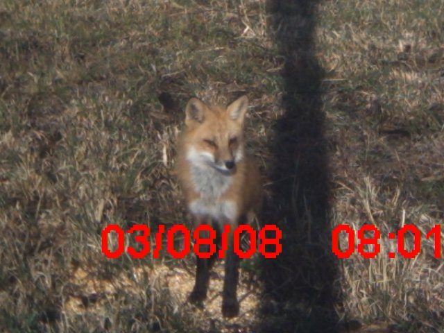 Red Fox Hunt