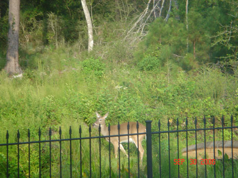 huge doe in my backyard