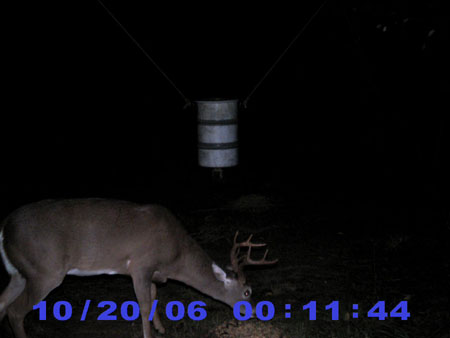 big whitetail buck with antlers