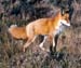 red fox hunt