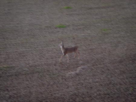 Young Whitetail Spike Buck