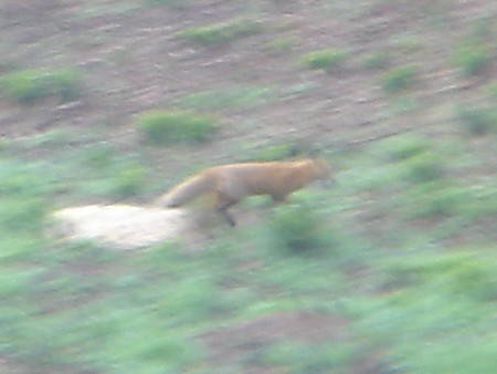 Red Fox Run