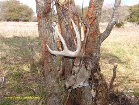 Dead Whitetail Buck