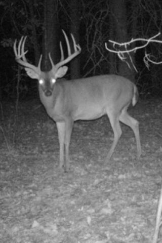 Fontainebleau 12-point Buck