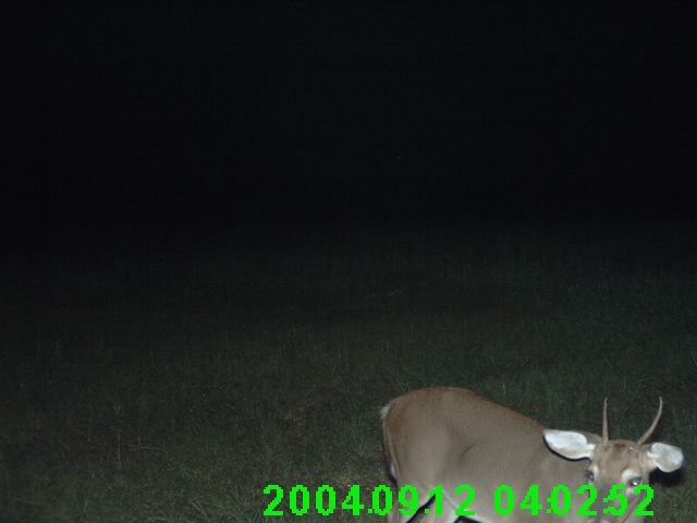 Whitetail Deer Spike