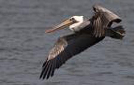 Lake Pontchartrain Pelican