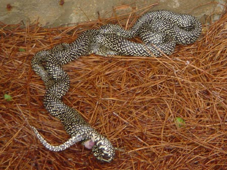speckled king snake