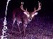 Mississippi Trophy Whitetail Buck Missed